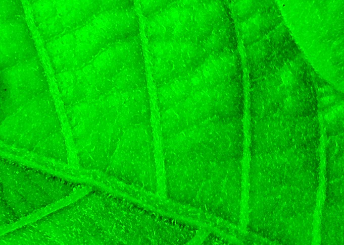 Green Texture