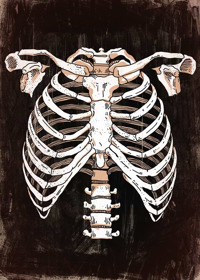 Skeleton Anatomy Art Bones