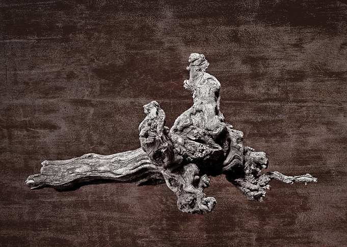 Old grapevine