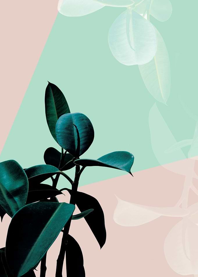 Plant pastel decor
