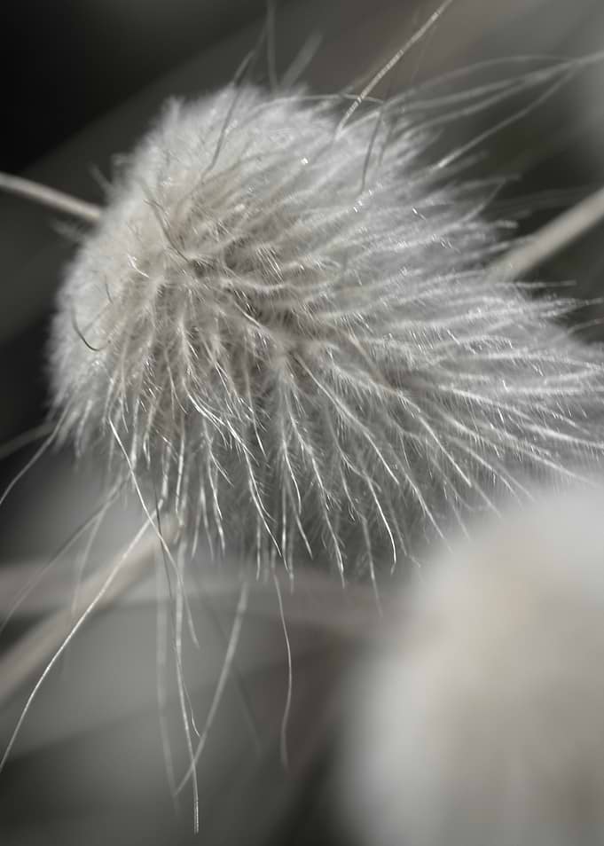 PomPon