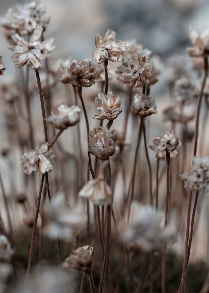 Sea Shore Flowers