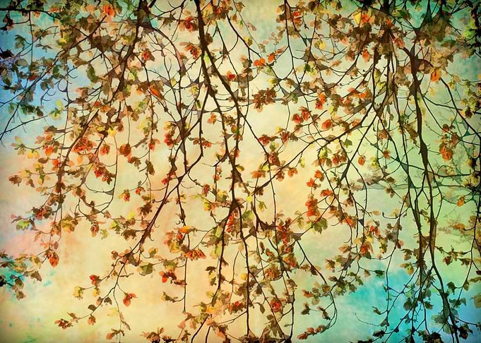 Tapestry of Leaves