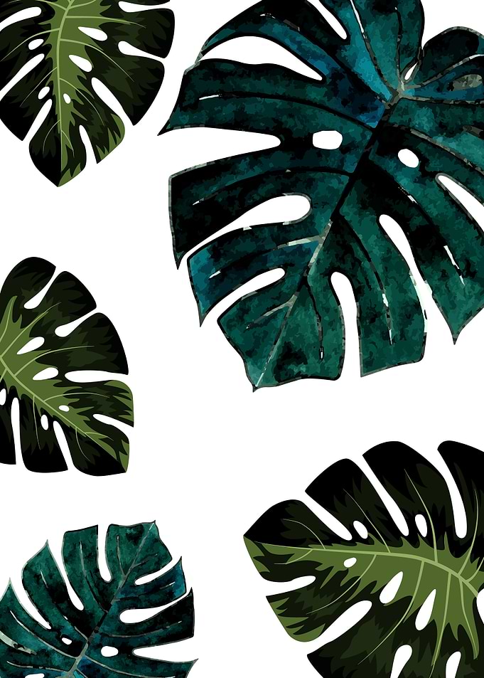 Leaves