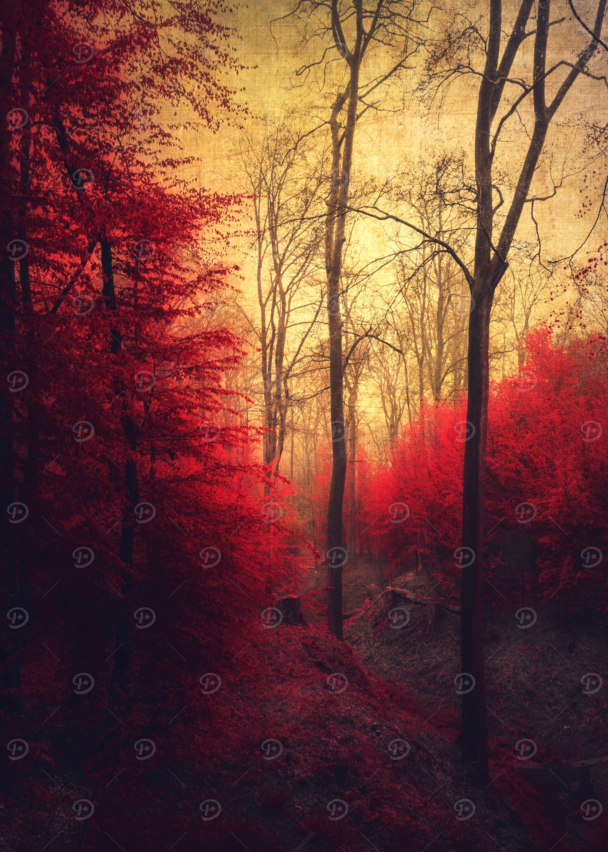 ruby red forest
