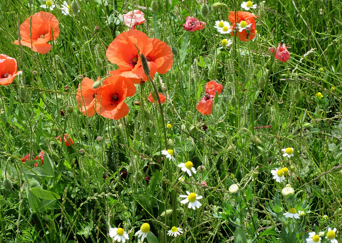 Field of Flowers