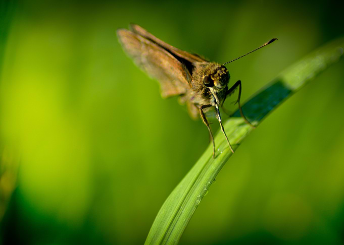 Moth 2