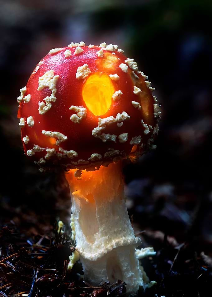 Fairy House