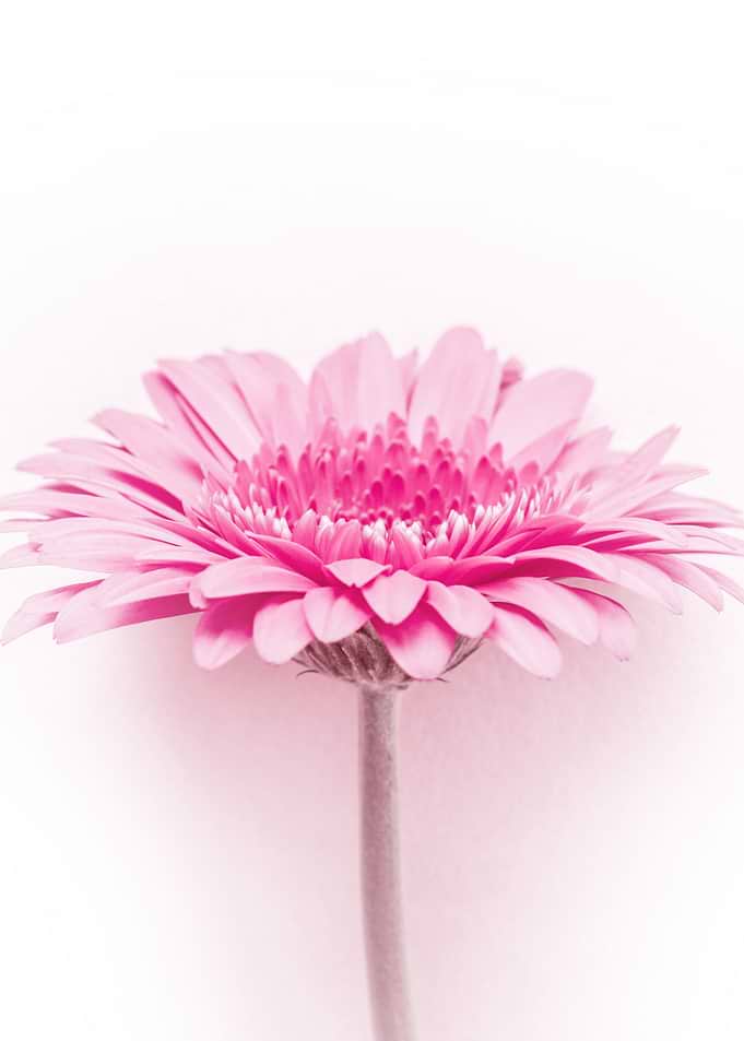 Pink gerbera