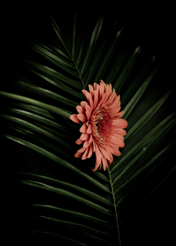 Tropical gerbera
