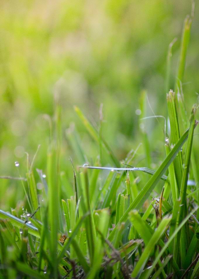 Grass