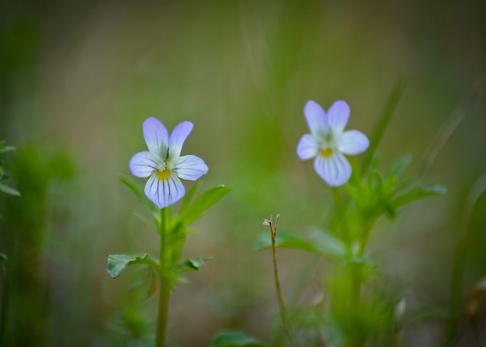 Wildflower