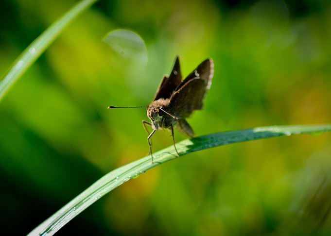 Moth