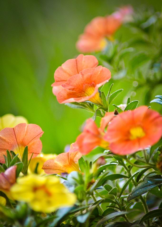 Petunia 2