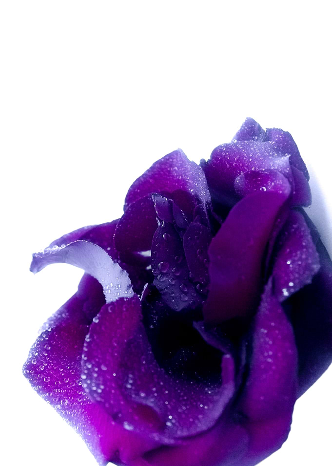 Purple rose