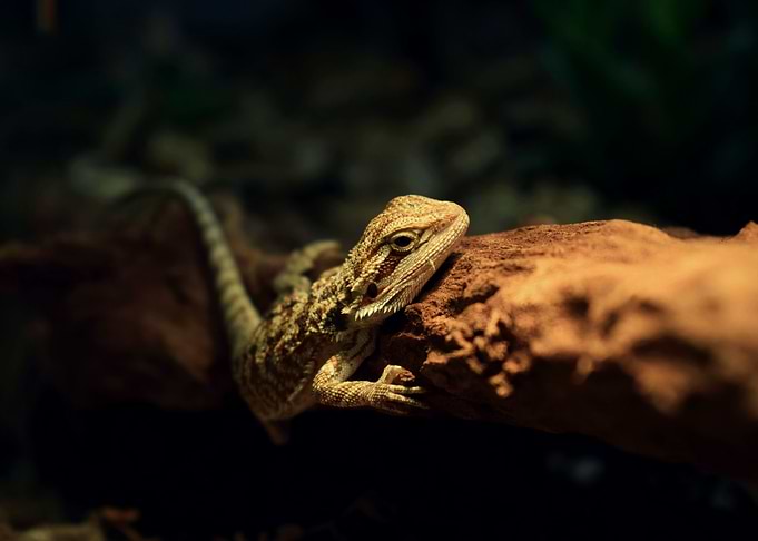Rawr
