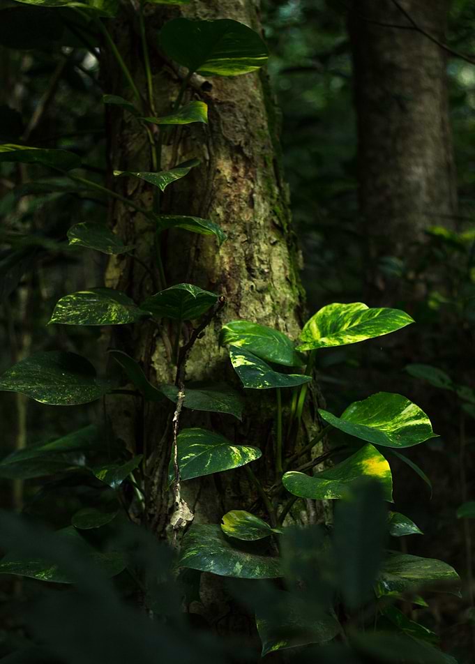 forest