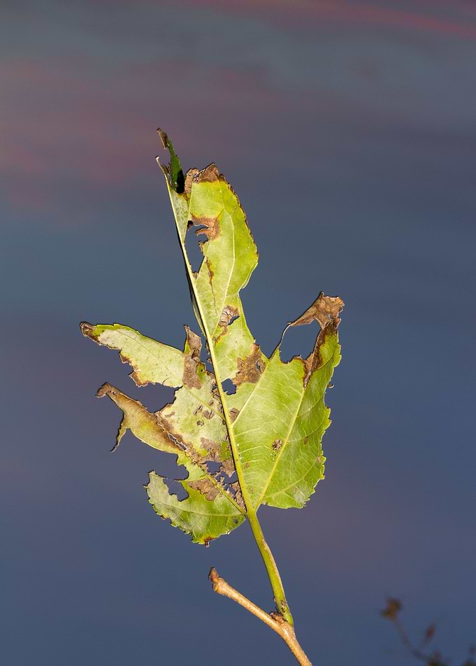 leaf