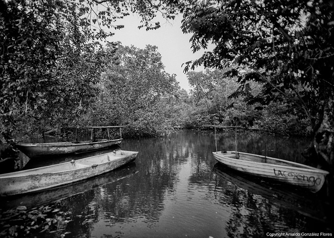 mangrove swamp