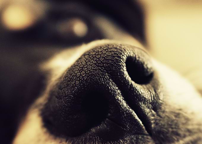 For every snout, a boop.