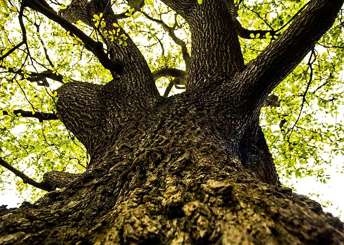 tree