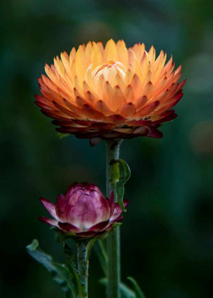 Helichrysum bracteatum