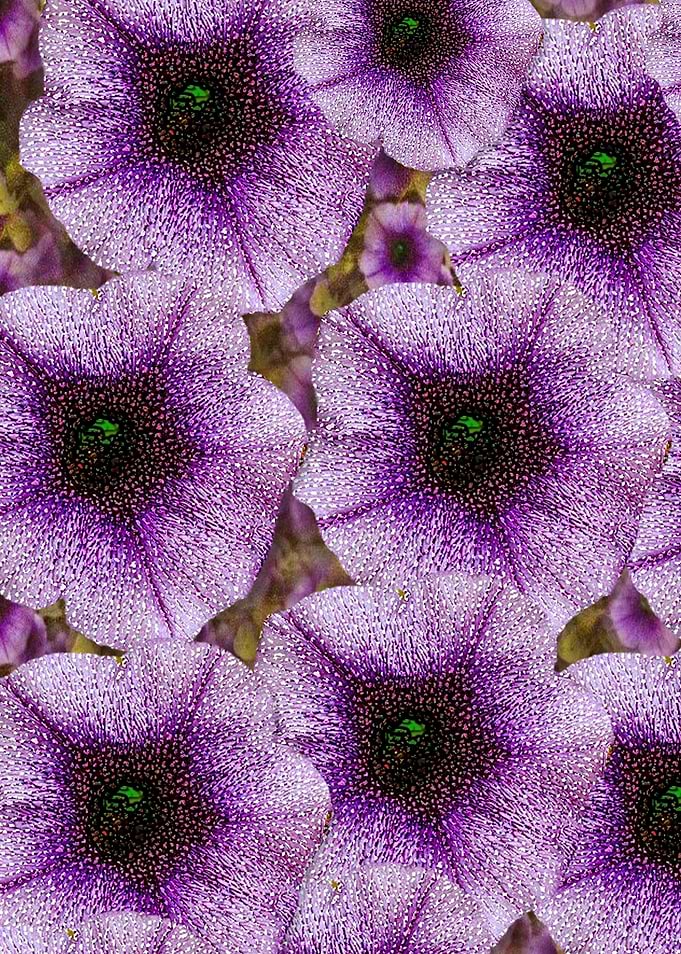 The sky is not the limit for beautiful big flowers