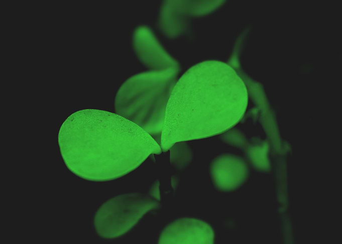 Portulacaria afra