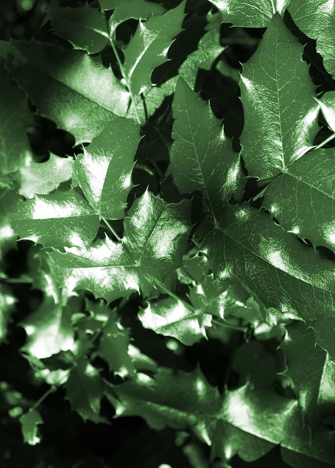 Leaves