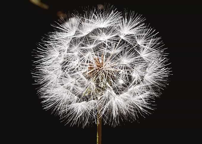 Dandelion I