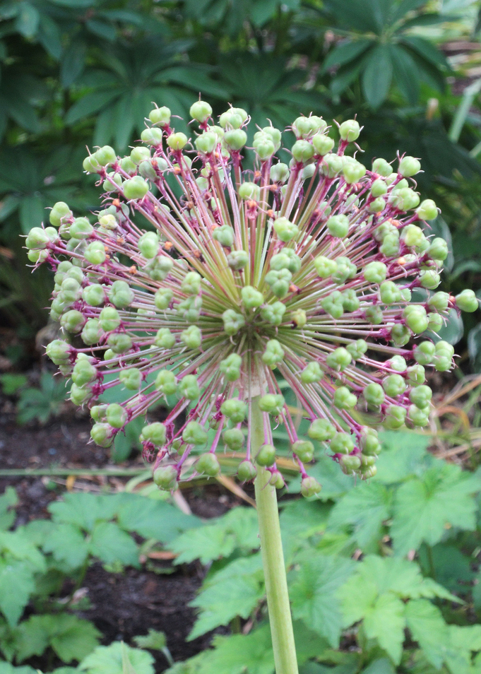 Flower Burst