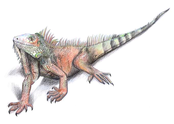 Iguana Color Pencil