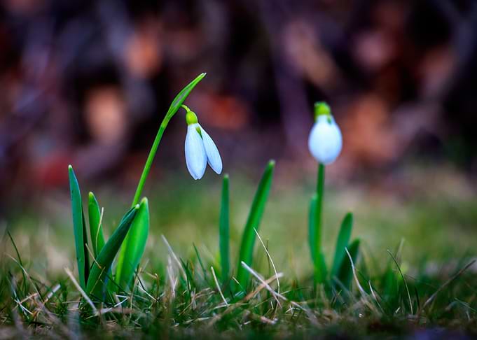 The first spring flowers