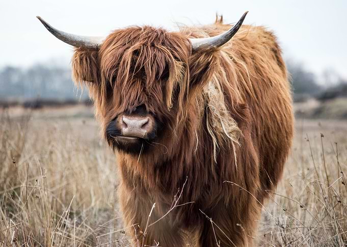 Yak