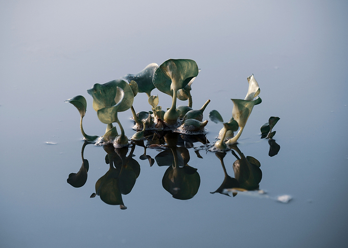 Glasslike Reflexion