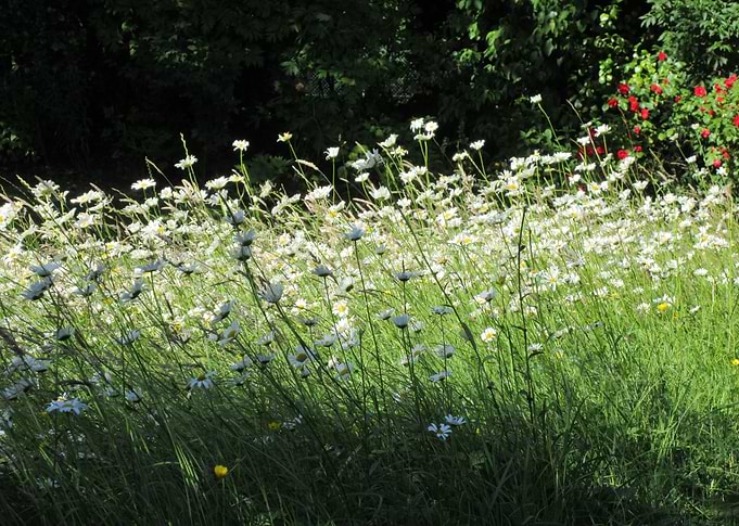 Darling Daisies