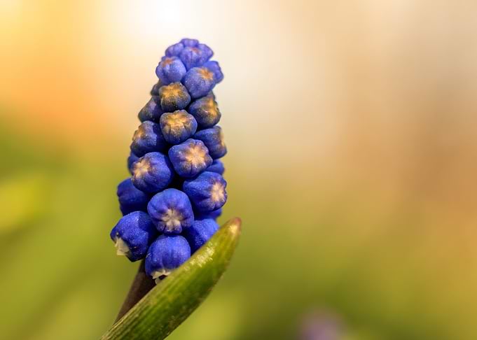 Lonely flower