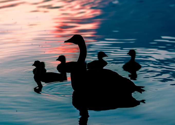 Geese in Sunset