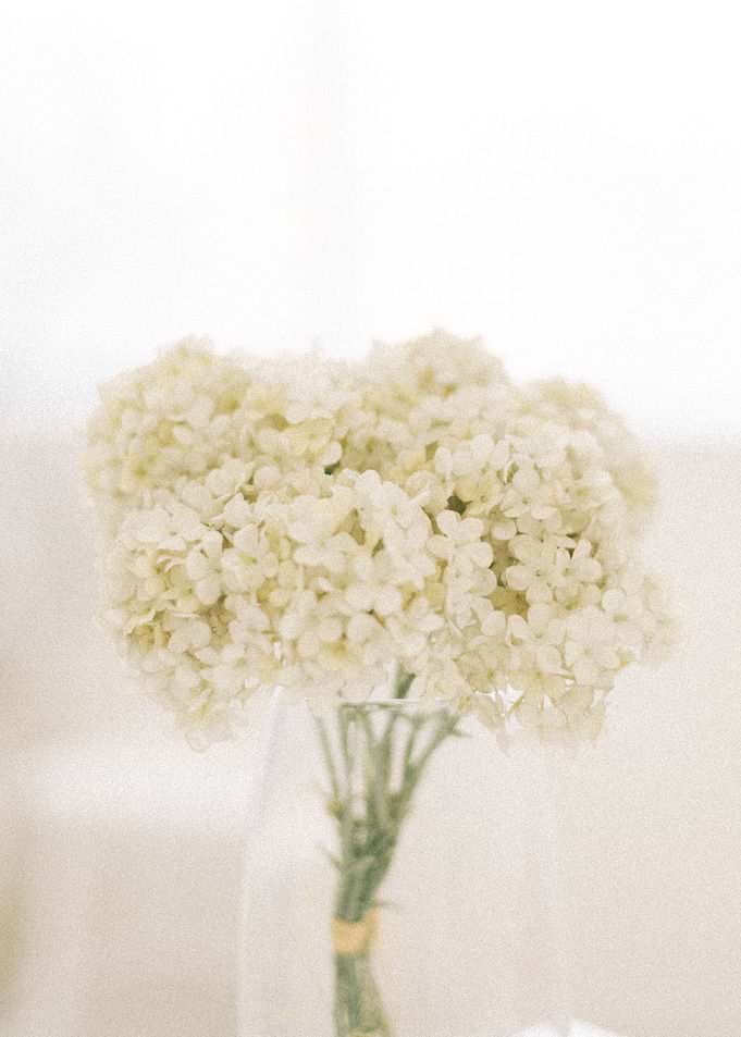 ivory blossom
