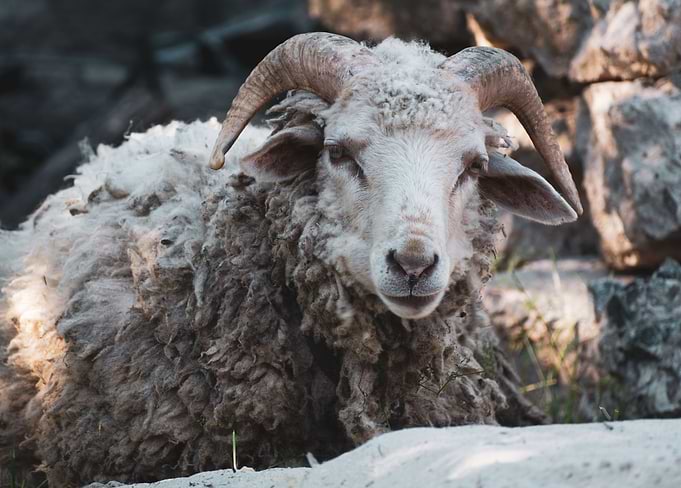 Sheep
