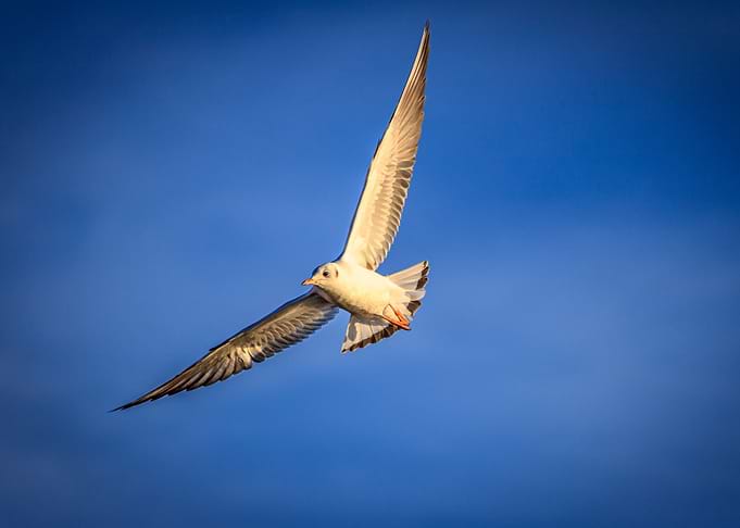 Flying seagull