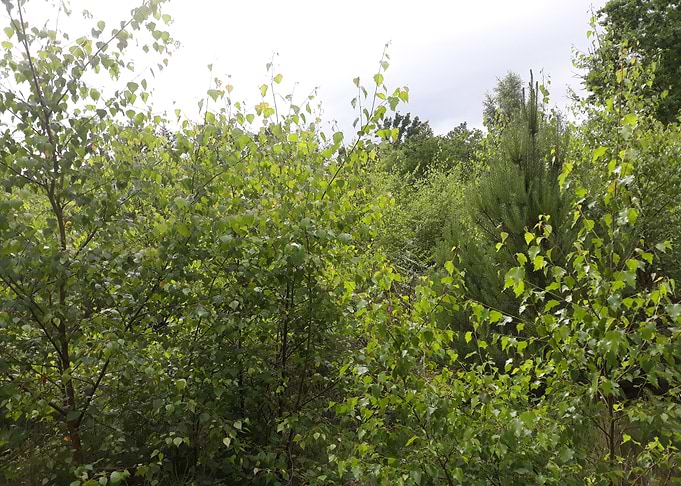 Green leaves