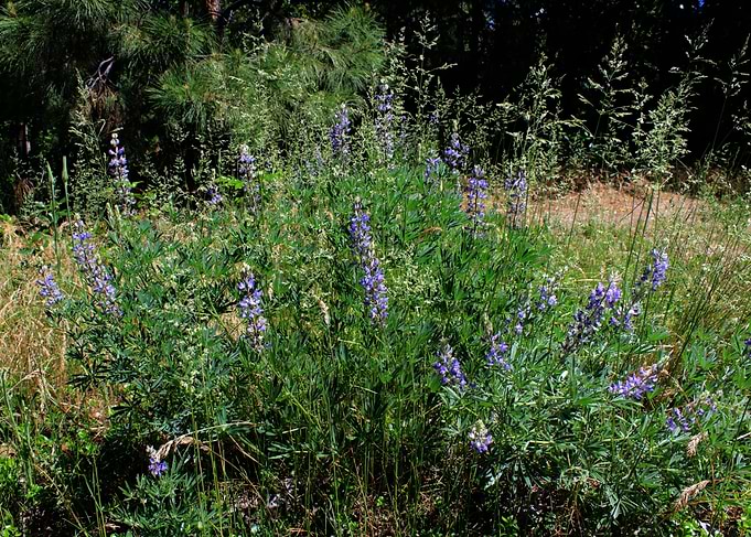 Wild Flowers