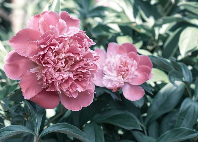 Peonies