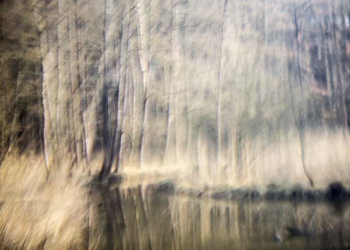 Forest in autumn