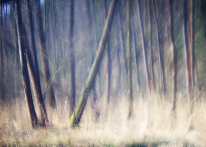 Forest in autumn