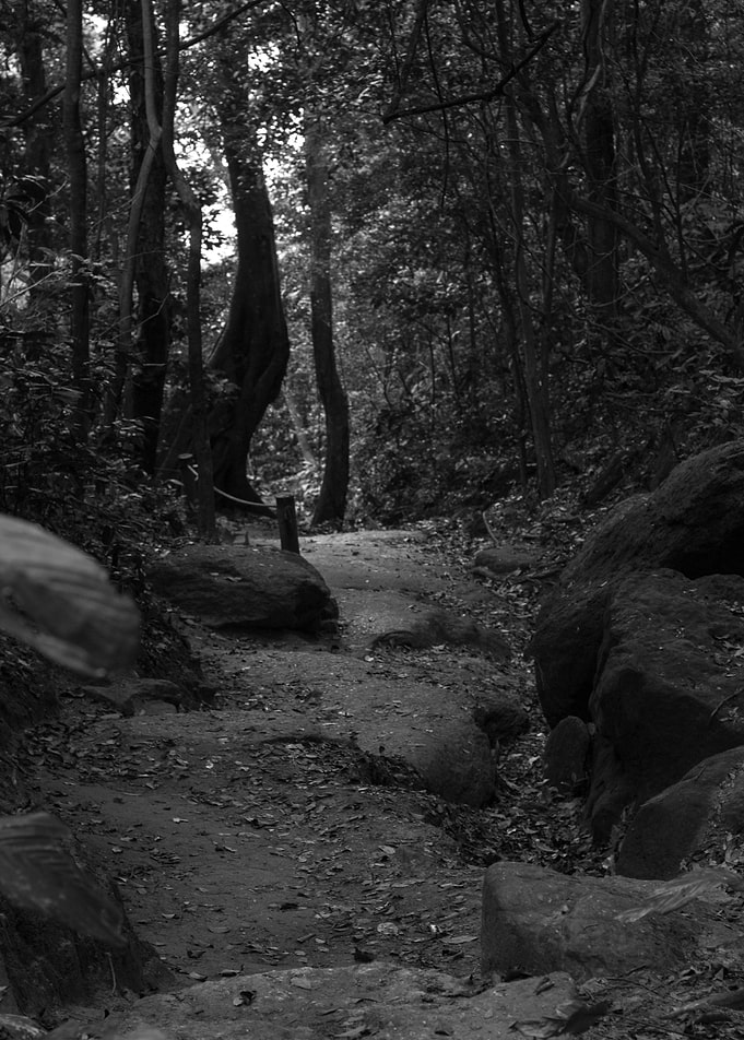 forest