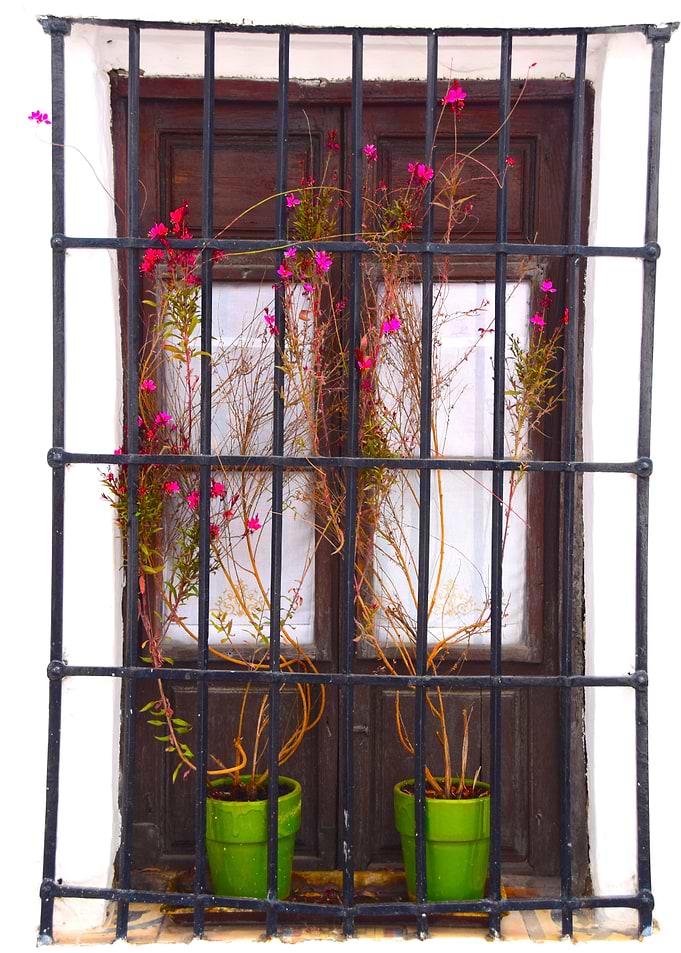 Flowers in the window