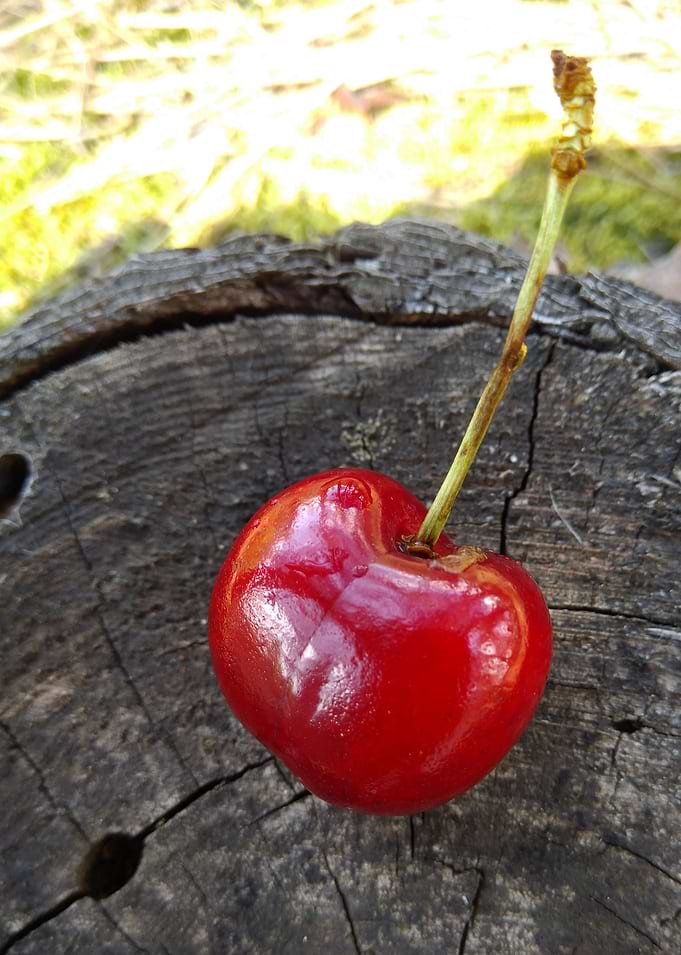 Cherry