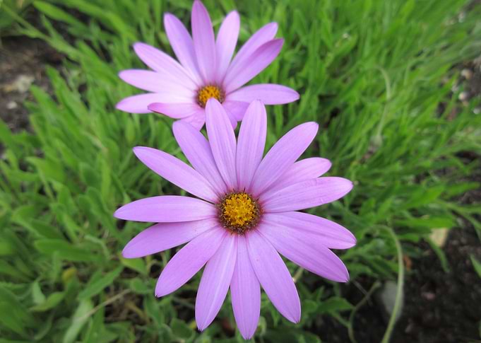 Purple Pretties
